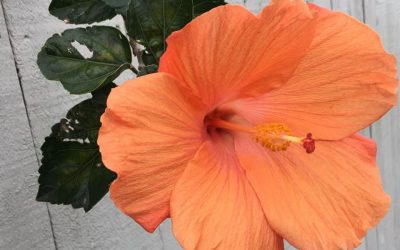 Queens Birthday Honours