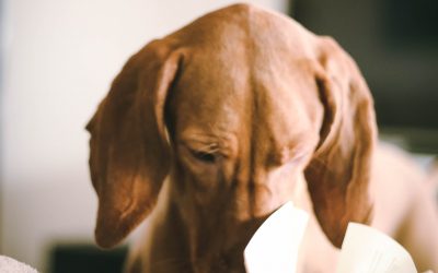 Web Wednesday: Research for NZ teachers