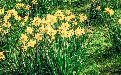 Web Wednesday: Statistics, Storytelling and Streaming